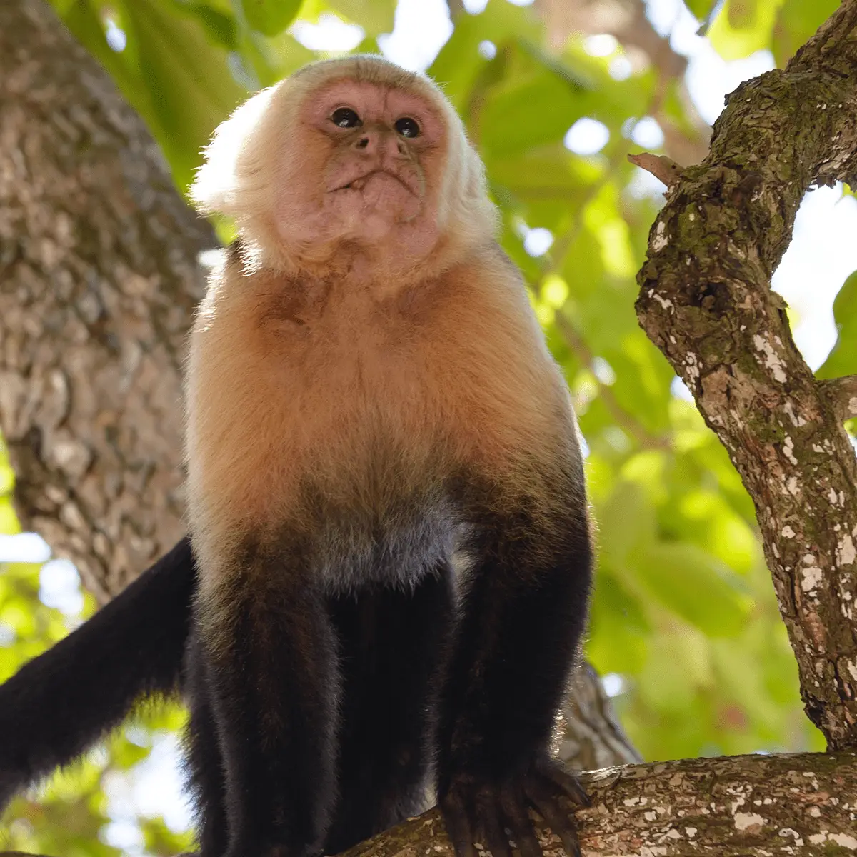 Drake Divers 2 Mono Capuchino