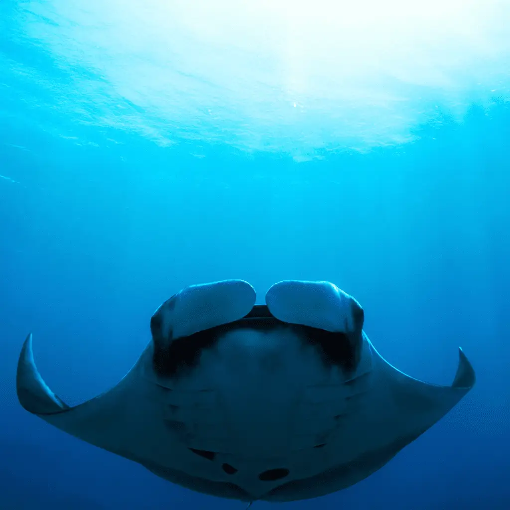 Diving Courses 14 Manta Raya Isla del Cano 2