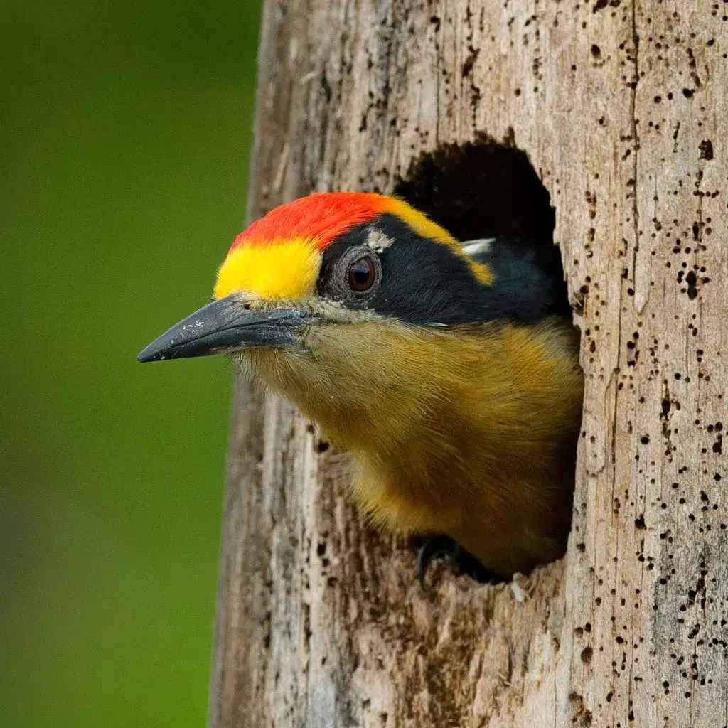 Wildlife Watching in Corcovado National Park 1 Bird-Watching