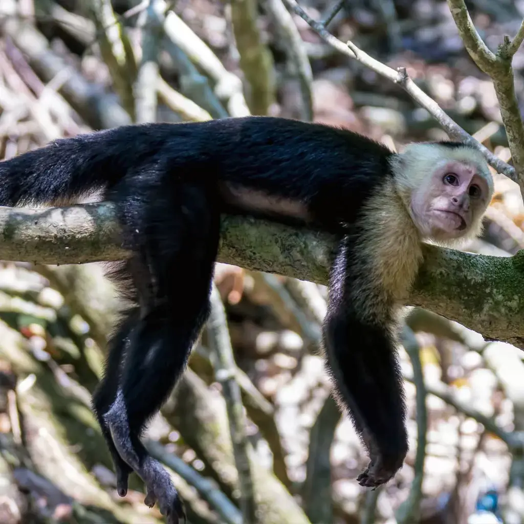 Wildlife Watching in Corcovado National Park 2 Capuchino-monkey