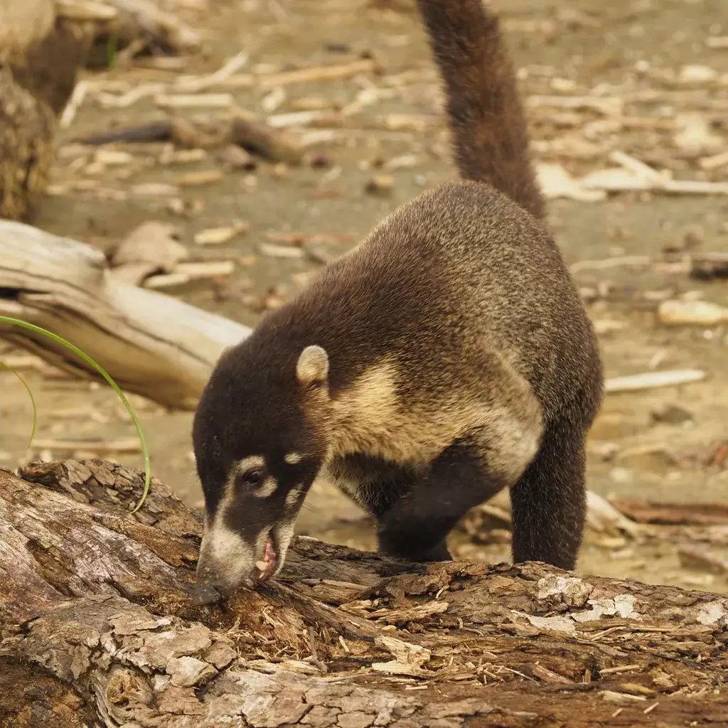 Coati-Costa-Rica