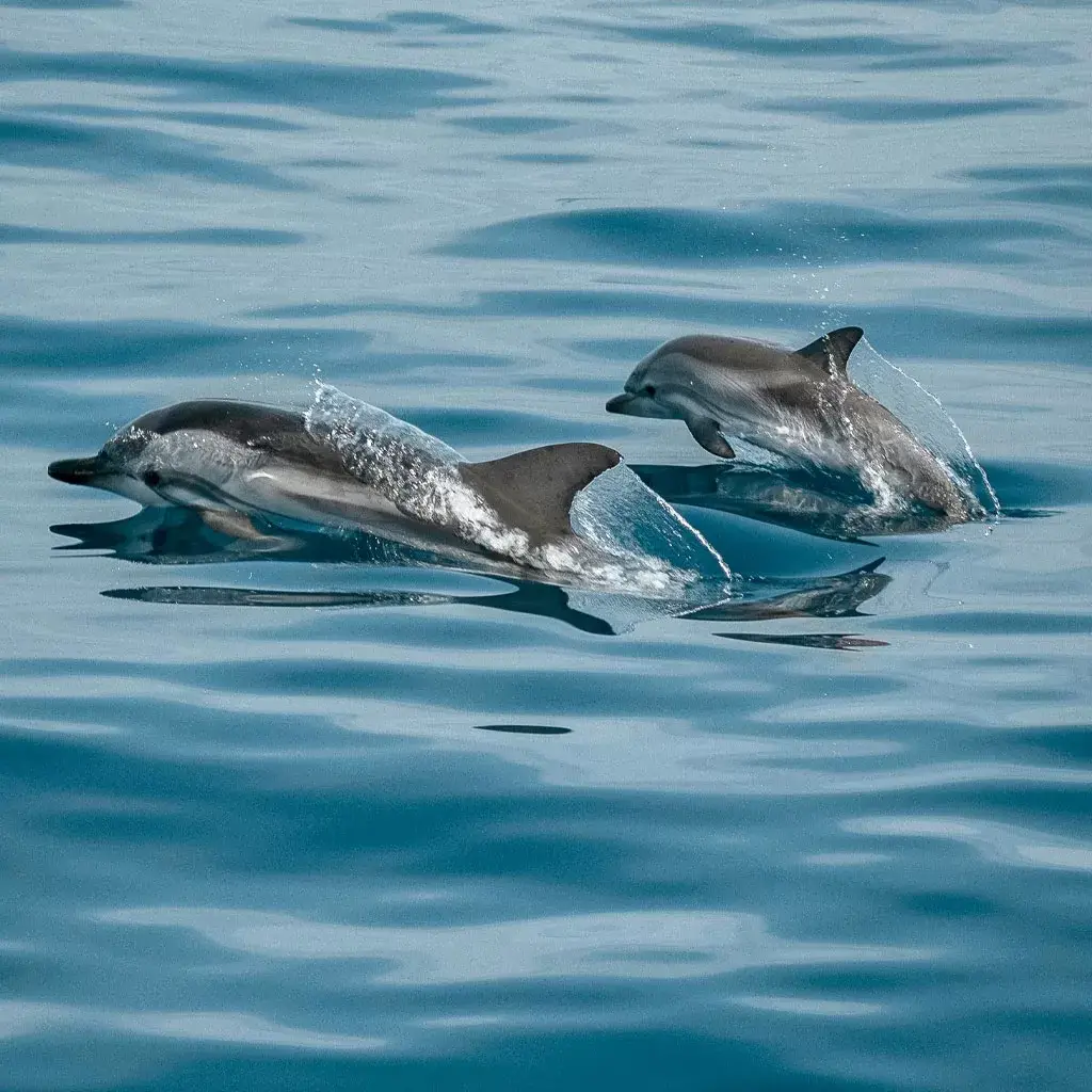 Dolphin & Whale Watching Tour 2 Dolphins-Corcovado