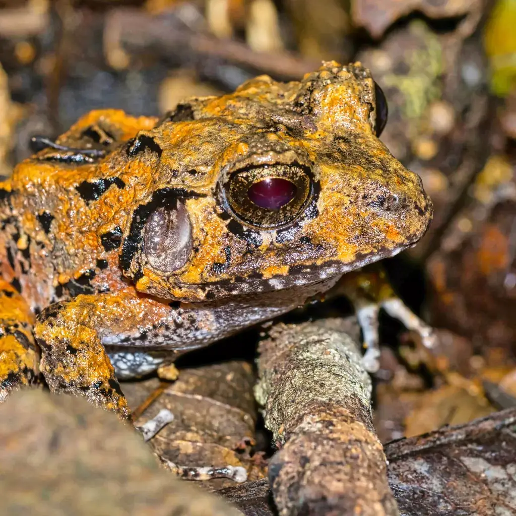 Frog-Corcovado-National-Park