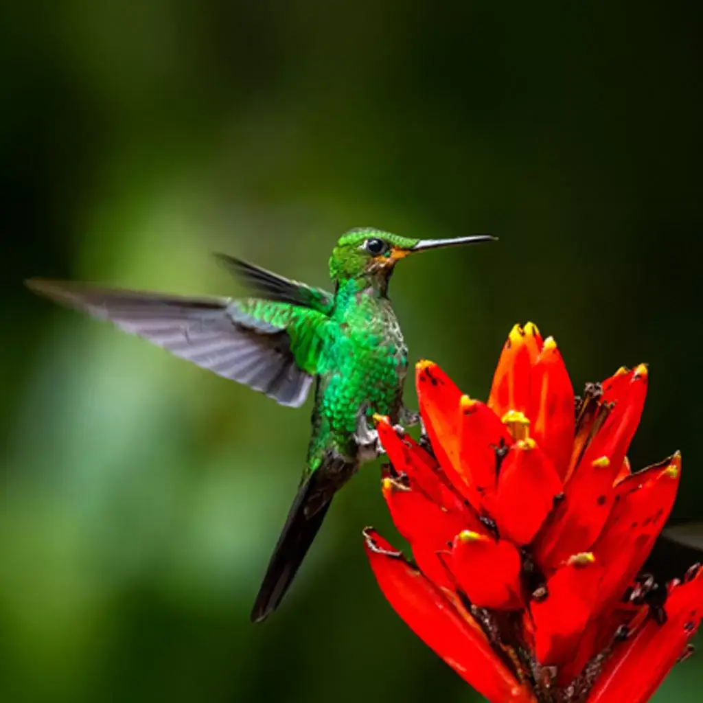 Birdwatching Tour 6 Hummingbird-Drake-Bay