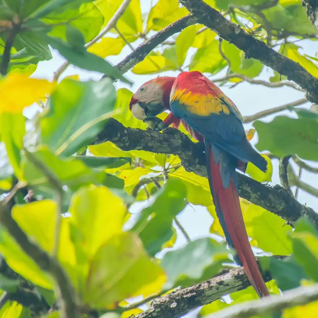 Wildlife Watching in Corcovado National Park 3 Macaw-Corcovado