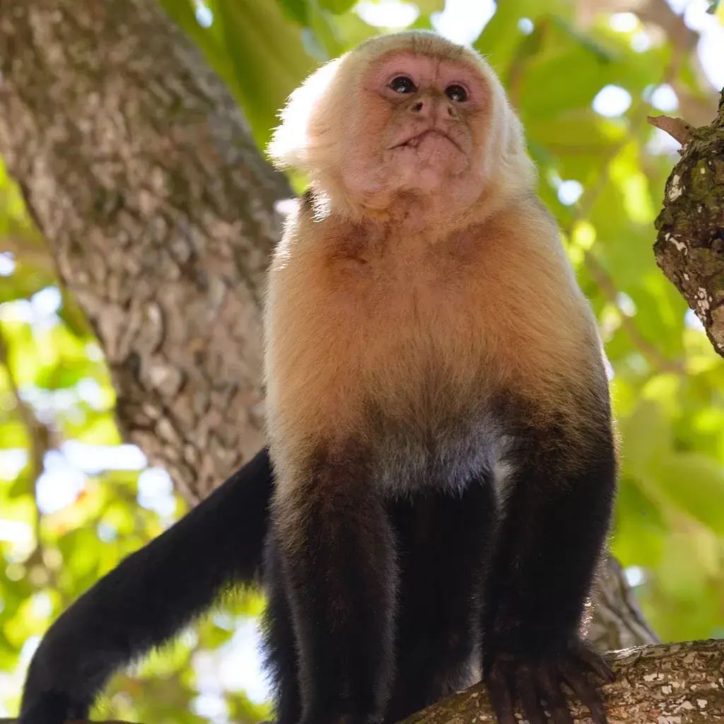 Corcovado National Park Tours 2 Monkey-Corcovado