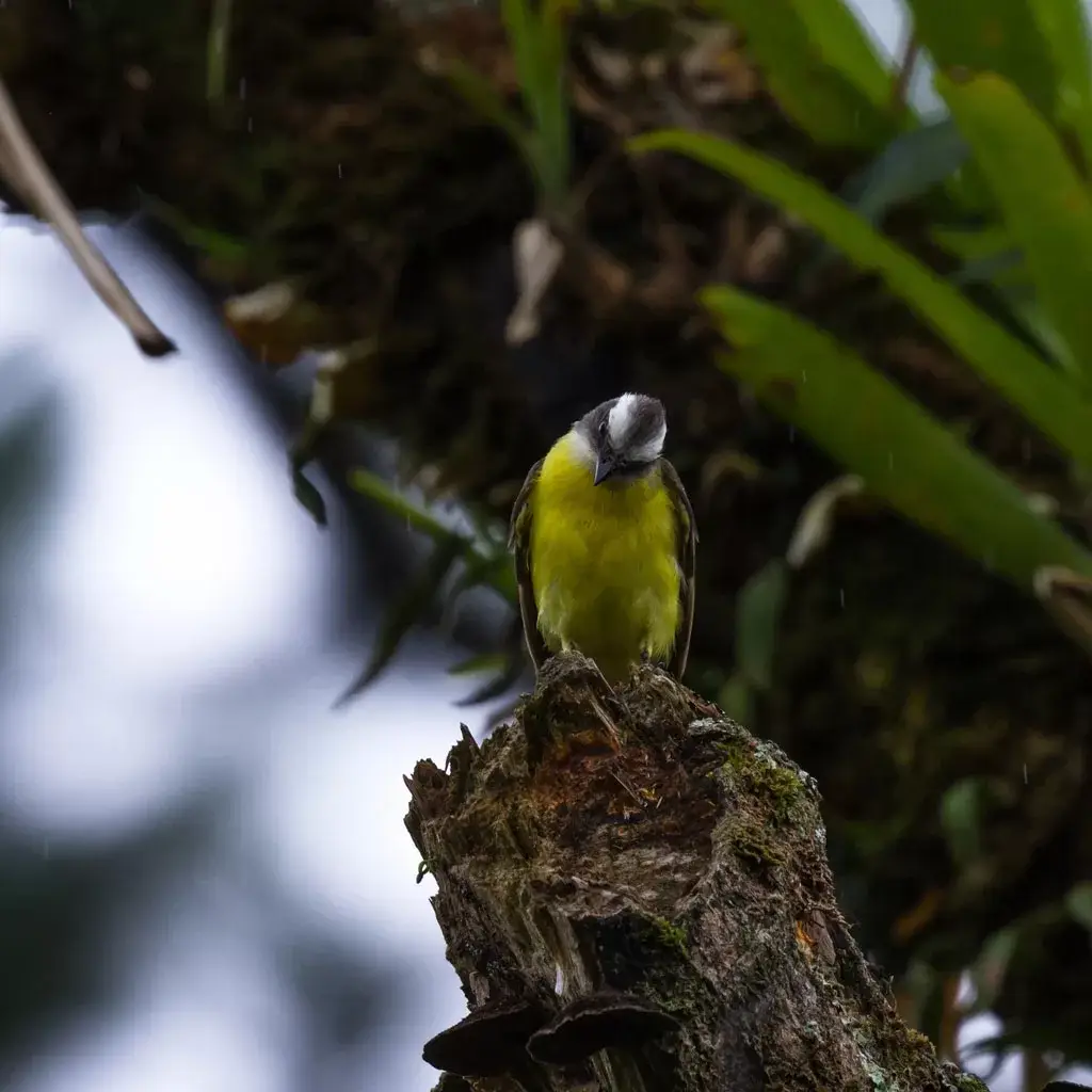Birdwatching Tour 1 Pecho-amarillo-Costa-Rica