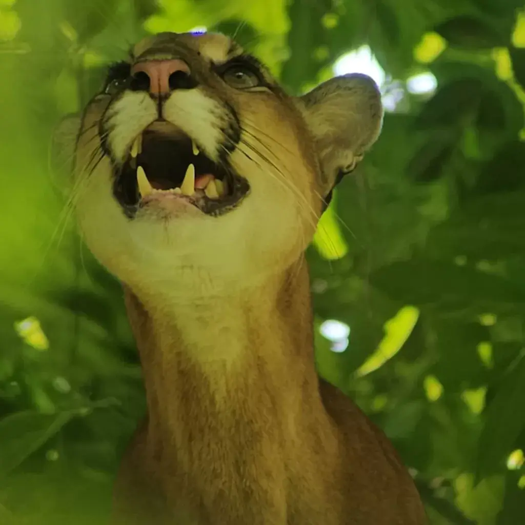 Puma-corcovado