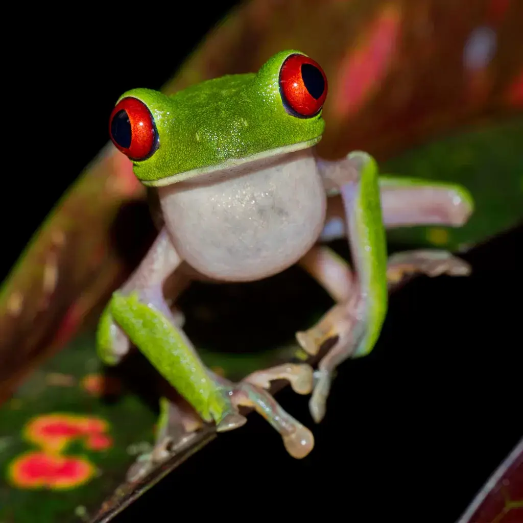 Corcovado National Park Tours 3 Rana-Corcovado