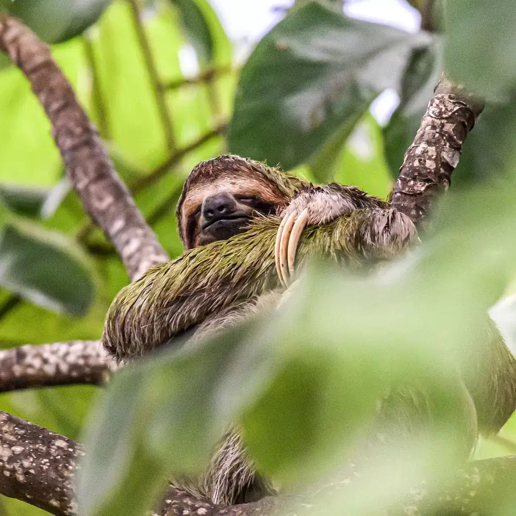 Wildlife Watching in Corcovado National Park 4 Slooth-corcovado-