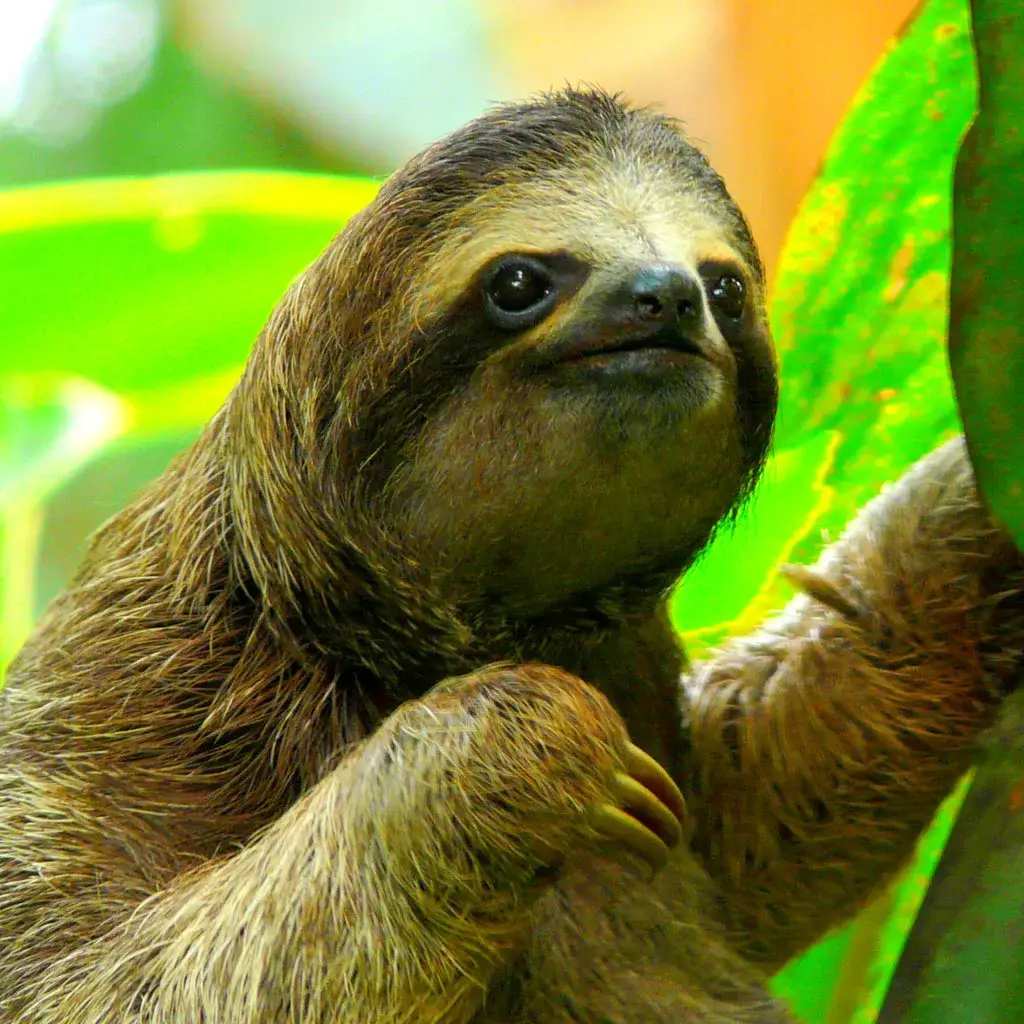 Corcovado National Park Tours 4 Sloothy