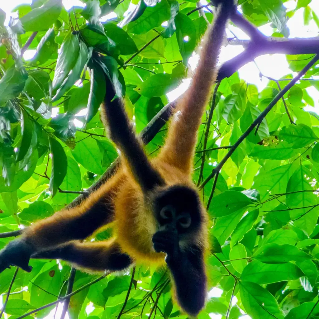 Spider-Monket-Costa-Rica