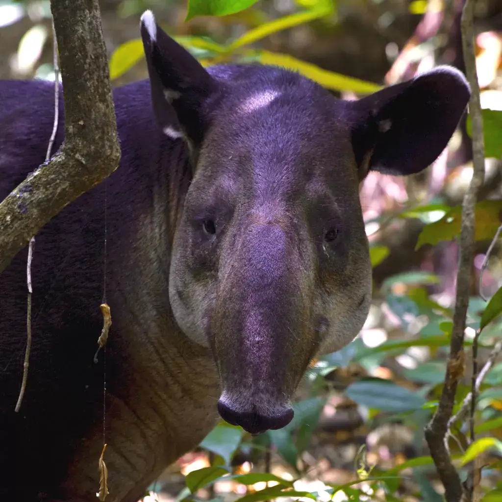 Tapir Danta