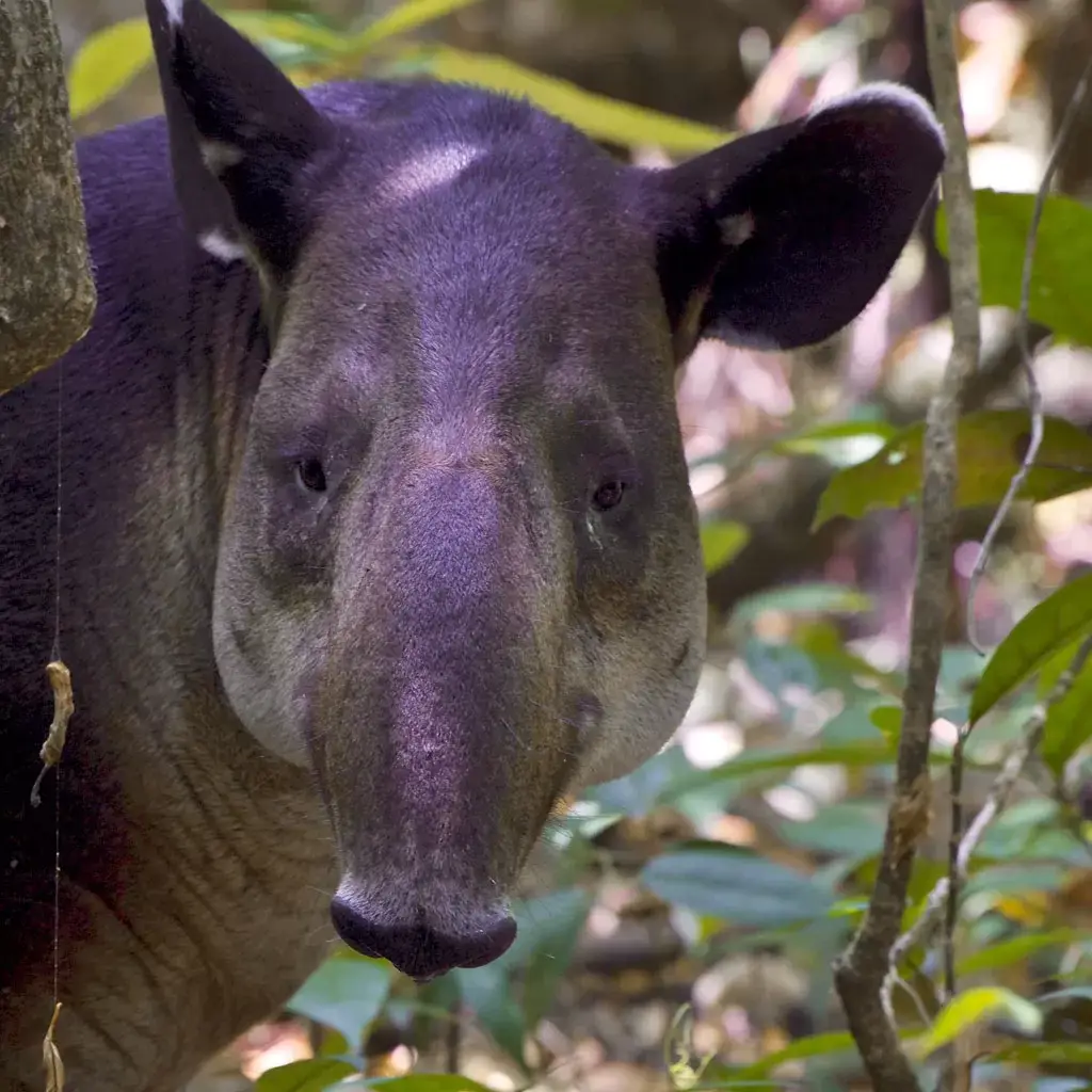 Tapir-corcovado-national-park