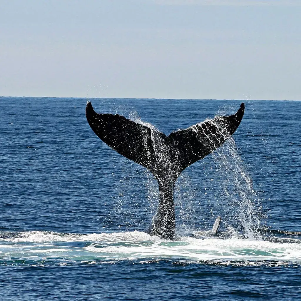Dolphin & Whale Watching Tour 1 Whale-Cano-Island