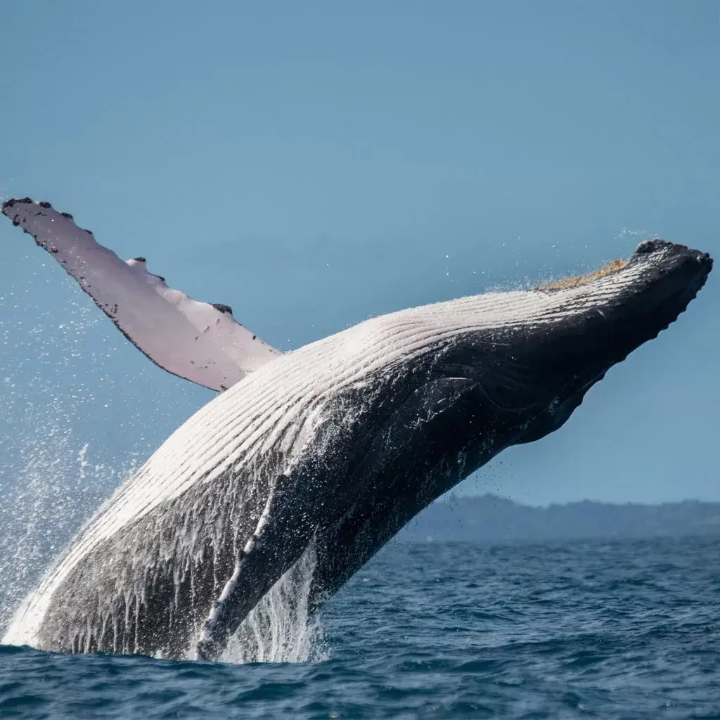 Wildlife Watching in Corcovado National Park 5 Whales-Drake-Bay