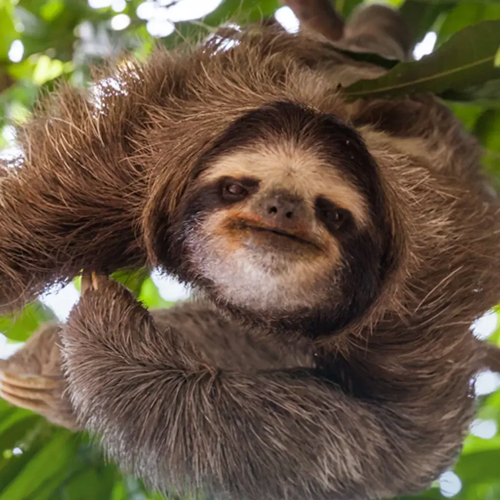 perezoso-parque-nacional-corcovado
