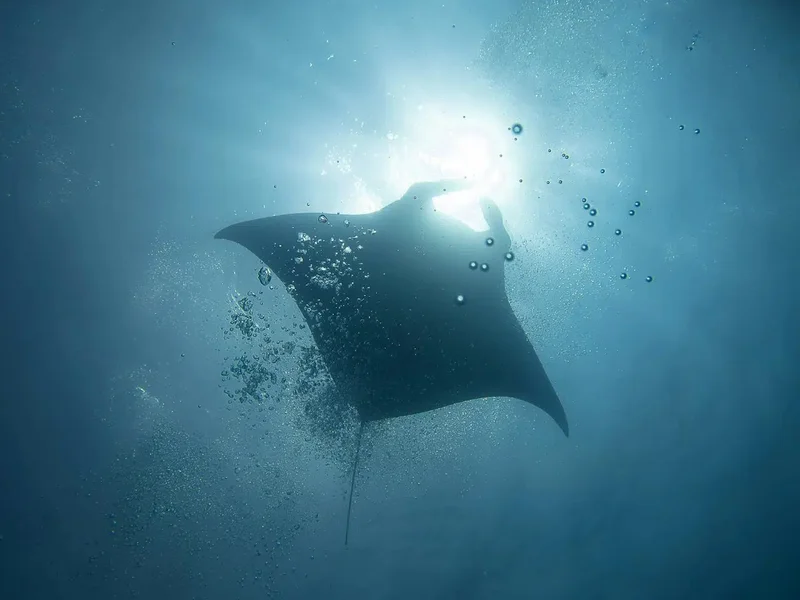 mantarraya 01