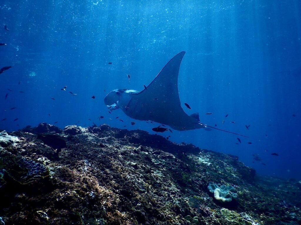 mantarraya 06