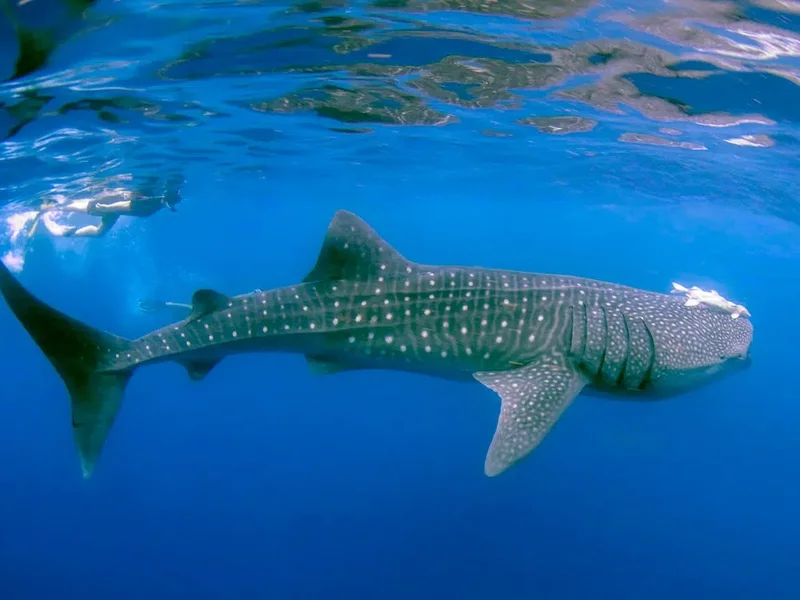 tiburon ballena 06 1