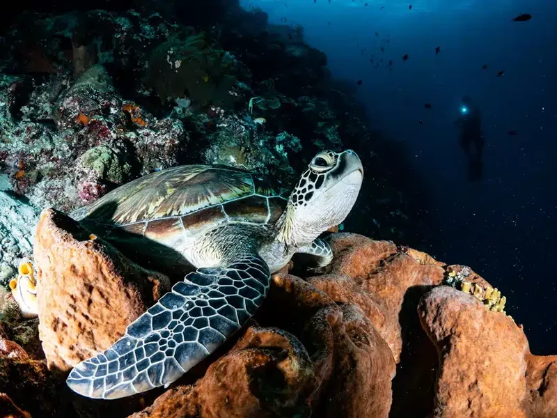 tortuga marina 01