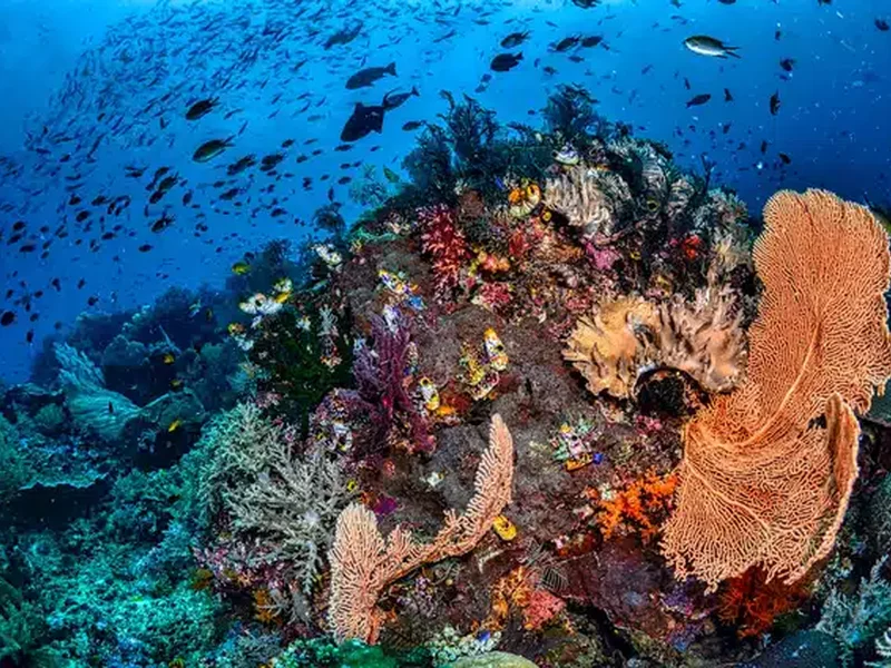 Vibrant coral reef with tropical fish at Caño Island Biological Reserve Costa Rica