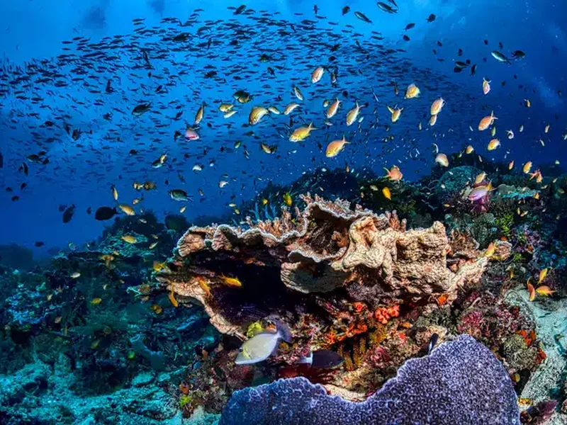 arrecife pacifico 05