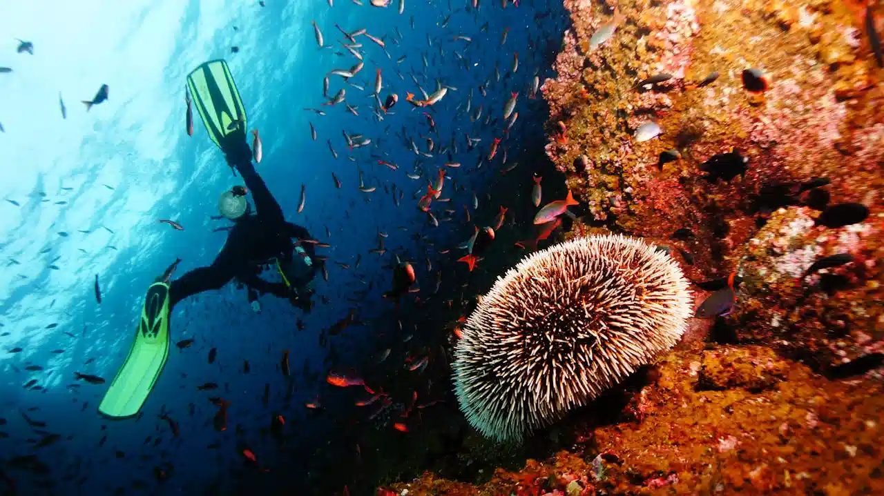 buceo cr 02 1