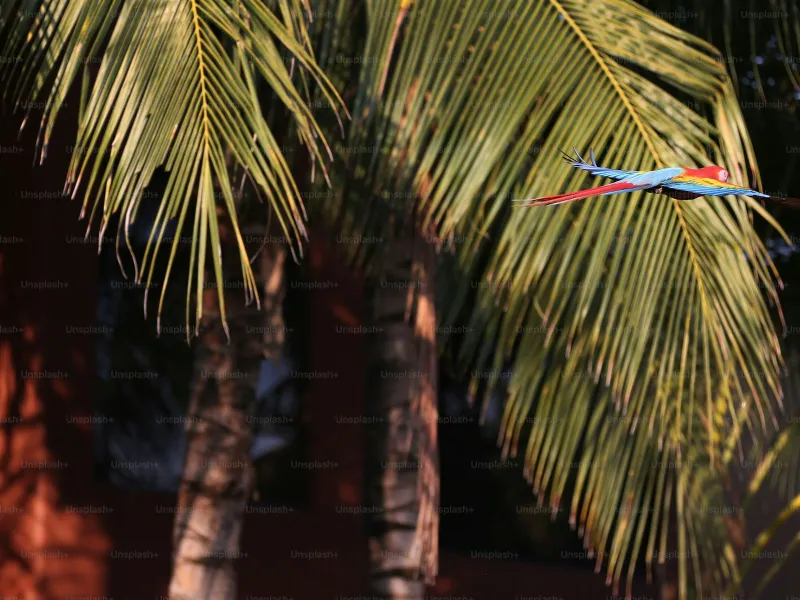 Scarlet macaw flying between palm trees in Drake Bay Costa Rica wildlife