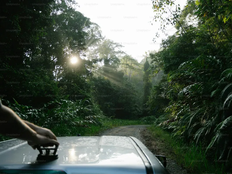 Jungle road with morning sun rays near Drake Bay – 4x4 terrain Costa Rica