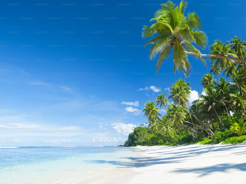 Tropical palm trees against a clear blue sky in Drake Bay Costa Rica