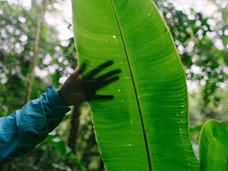 Hand touching a banana leaf in Costa Rica rainforest during the green season
