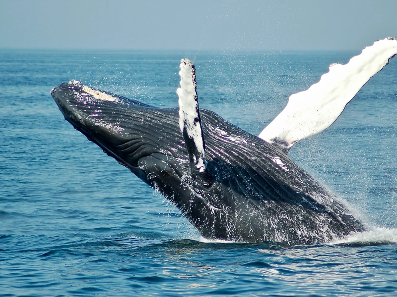 Humpback whale breaching in the Pacific Ocean near Drake Bay Costa Rica