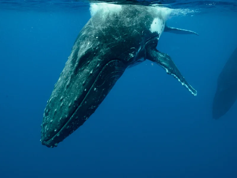 humperback whale snorkel drake bay 1