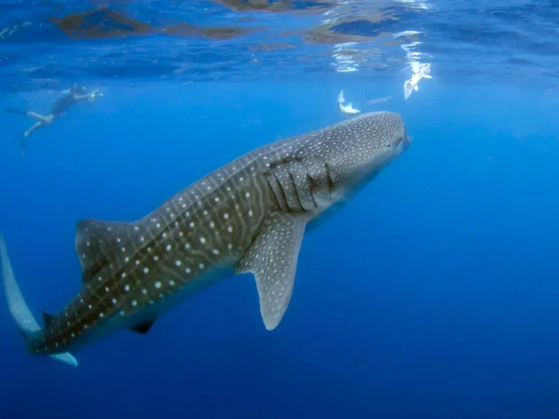tiburon ballena 04 1