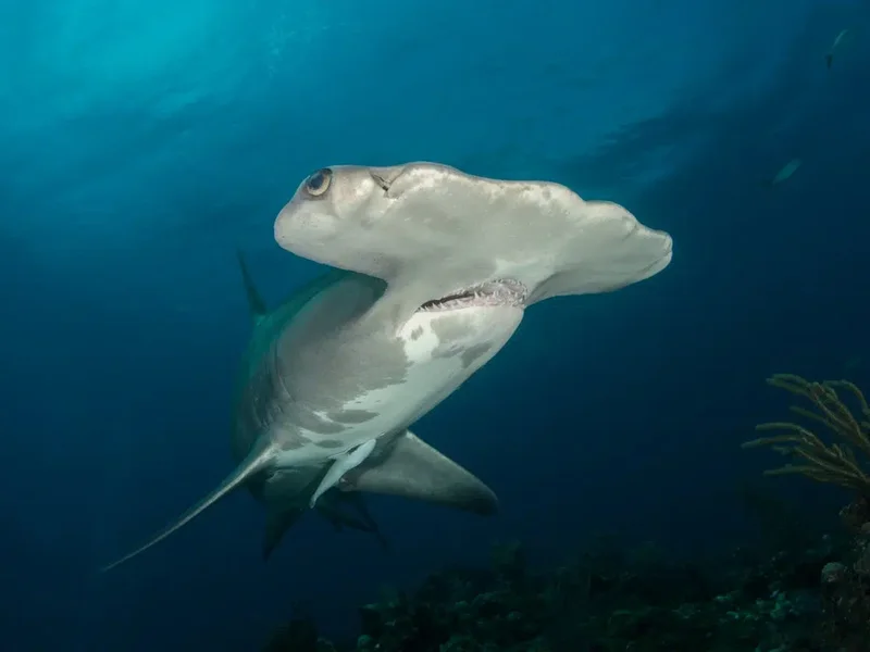 tiburon martillo 01
