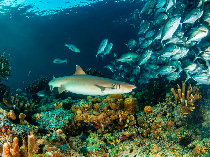 white tip snorkel drake bay
